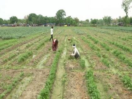 Farmers in Delhi's Yamuna Khadar face many problems amid lockdown | Farmers in Delhi's Yamuna Khadar face many problems amid lockdown Farmers in Delhi's Yamuna Khadar face many problems amid lockdown | Farmers in Delhi's Yamuna Khadar face many problems amid lockdown