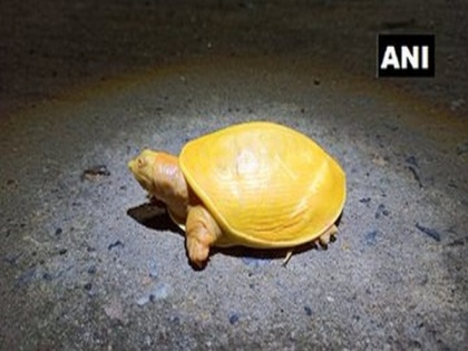Locals rescue rare yellow turtle in Odisha's Balasore | Locals rescue rare yellow turtle in Odisha's Balasore