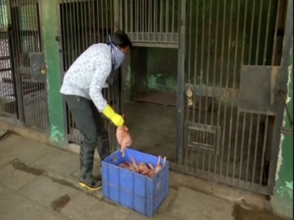 Delhi Zoo slaughtering buffalo calves to feed canine inmates amid lockdown | Delhi Zoo slaughtering buffalo calves to feed canine inmates amid lockdown