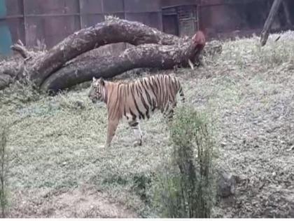 State Bank of India adopts 15 tigers at Hyderabad zoo | State Bank of India adopts 15 tigers at Hyderabad zoo