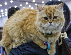 Cats may help develop treatment for dementia, Alzheimer’s in humans: Study | Cats may help develop treatment for dementia, Alzheimer’s in humans: Study
