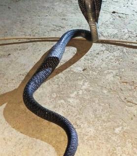 UP: Sadhu posing for reel-makers bitten by snake, dies | UP: Sadhu posing for reel-makers bitten by snake, dies UP: Sadhu posing for reel-makers bitten by snake, dies | UP: Sadhu posing for reel-makers bitten by snake, dies