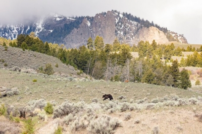 2nd tourist gored by bull bison in a week at Yellowstone National Park | 2nd tourist gored by bull bison in a week at Yellowstone National Park