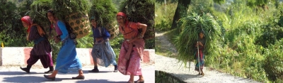 No more pining for fodder: Oak rescues Paini women from hardship | No more pining for fodder: Oak rescues Paini women from hardship No more pining for fodder: Oak rescues Paini women from hardship | No more pining for fodder: Oak rescues Paini women from hardship