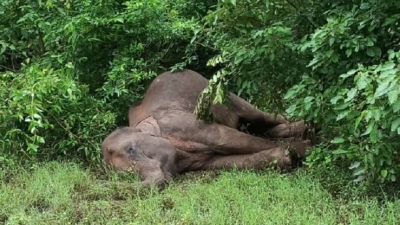 Carcass of female elephant found in Dudhwa | Carcass of female elephant found in Dudhwa