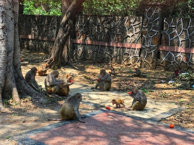 Wayside eatery for monkeys in Kasargod | Wayside eatery for monkeys in Kasargod