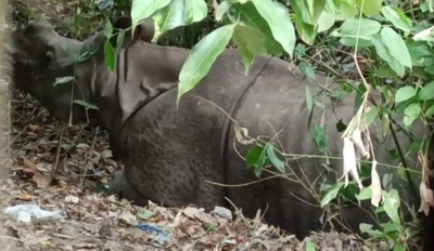 One-horned rhino killed in Kaziranga, first in 2 years | One-horned rhino killed in Kaziranga, first in 2 years