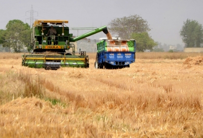 Punjab procures 93 lakh tons wheat, 25% decline against 2021 | Punjab procures 93 lakh tons wheat, 25% decline against 2021