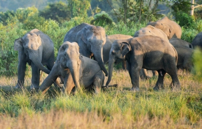 Assam: Conflicts claim lives of 80 elephants, 70 humans every year | Assam: Conflicts claim lives of 80 elephants, 70 humans every year