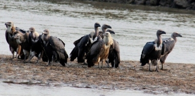 'Tagged' vultures in Rajasthan leave people puzzled | 'Tagged' vultures in Rajasthan leave people puzzled