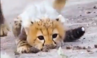 Cheetah cub learns to hunt, Netizens amazed | Cheetah cub learns to hunt, Netizens amazed