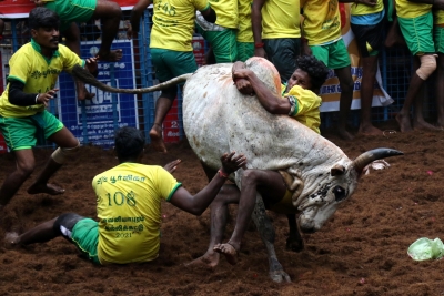 Madurai gears up for Avaniyapuram Jallikattu,1000 bulls to participate | Madurai gears up for Avaniyapuram Jallikattu,1000 bulls to participate
