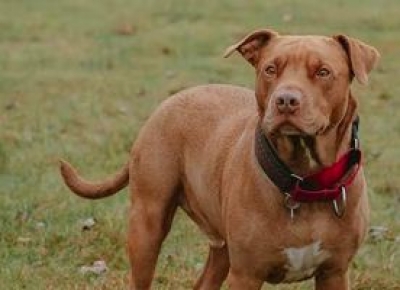 Kanpur bans rearing of Pitbull, Rottweiler dog breeds | Kanpur bans rearing of Pitbull, Rottweiler dog breeds