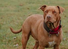 Youth, girl provoke their pet pitbull to attack neighbour, FIR lodged | Youth, girl provoke their pet pitbull to attack neighbour, FIR lodged Youth, girl provoke their pet pitbull to attack neighbour, FIR lodged | Youth, girl provoke their pet pitbull to attack neighbour, FIR lodged