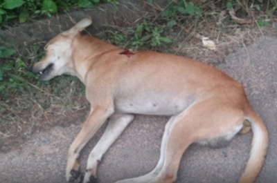 20 dogs found poisoned in UP's Mahoba | 20 dogs found poisoned in UP's Mahoba