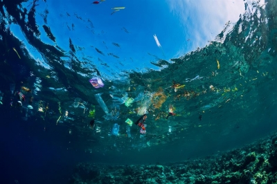 WWF reports record density of plastics in Mediterranean Sea | WWF reports record density of plastics in Mediterranean Sea