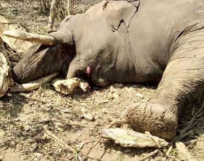 Skeletal remains of another elephant found in Odisha forest | Skeletal remains of another elephant found in Odisha forest