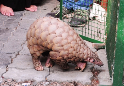 Pangolin rescued, one poacher held by STF in Odisha | Pangolin rescued, one poacher held by STF in Odisha Pangolin rescued, one poacher held by STF in Odisha | Pangolin rescued, one poacher held by STF in Odisha