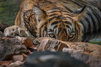 TN forest department against diluting wildlife board's powers | TN forest department against diluting wildlife board's powers TN forest department against diluting wildlife board's powers | TN forest department against diluting wildlife board's powers