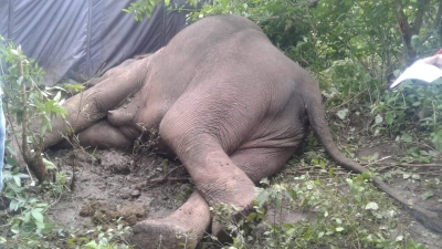 TN, Kerala on high alert as wild elephant dies of anthrax | TN, Kerala on high alert as wild elephant dies of anthrax