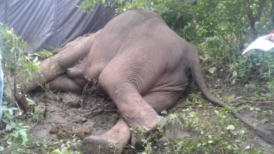 Kerala Forest Department registers case against loco pilot for killing wild elephant | Kerala Forest Department registers case against loco pilot for killing wild elephant Kerala Forest Department registers case against loco pilot for killing wild elephant | Kerala Forest Department registers case against loco pilot for killing wild elephant