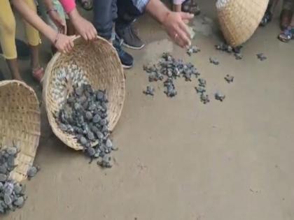 1000 Olive Ridley hatchlings released into sea in Visakhapatnam | 1000 Olive Ridley hatchlings released into sea in Visakhapatnam