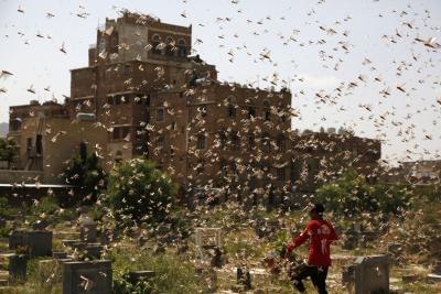 Ethiopia, Somalia warned against renewed locust infestation | Ethiopia, Somalia warned against renewed locust infestation