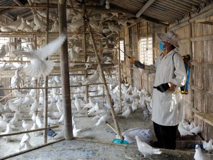Japan confirms season's 2nd bird flu outbreak | Japan confirms season's 2nd bird flu outbreak Japan confirms season's 2nd bird flu outbreak | Japan confirms season's 2nd bird flu outbreak