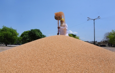 Punjab, Haryana procure 185 lakh tonne wheat | Punjab, Haryana procure 185 lakh tonne wheat