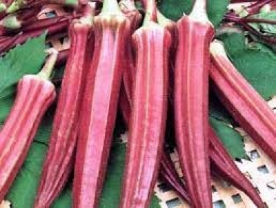 'Kumkum Bhindi' - UP's new wonder crop | 'Kumkum Bhindi' - UP's new wonder crop