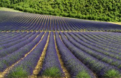 'Aroma, lavender cultivation popular option for agricultural startup in J&K' | 'Aroma, lavender cultivation popular option for agricultural startup in J&K'