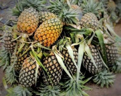 At $3.26 mn, pineapple exports record near 100% growth | At $3.26 mn, pineapple exports record near 100% growth