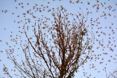 Locusts still active in various Rajasthan, UP districts | Locusts still active in various Rajasthan, UP districts