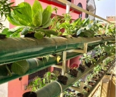 This journalist takes to hydroponics farming | This journalist takes to hydroponics farming