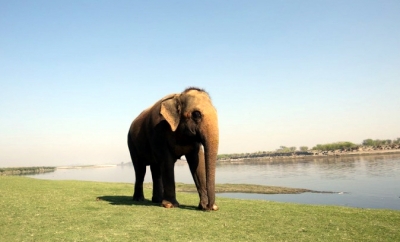 Elephant 'Phoolkali' enjoys riverside feast to celebrate 10 years of freedom! | Elephant 'Phoolkali' enjoys riverside feast to celebrate 10 years of freedom!