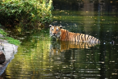 Royal Bengal Tiger dies at Hyderabad Zoo | Royal Bengal Tiger dies at Hyderabad Zoo