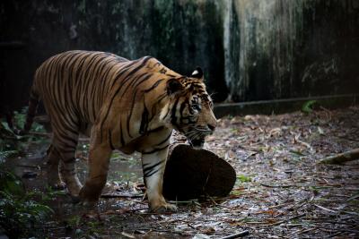 No sign of killer tiger in Karnataka's Bandipur forest | No sign of killer tiger in Karnataka's Bandipur forest