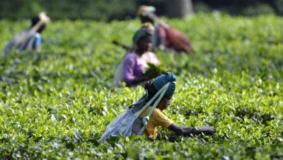 Tea industry to benefit from Budget | Tea industry to benefit from Budget