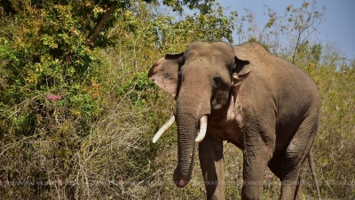 Mudumalai expert panel to decide on tusker Rivaldo's release into forest | Mudumalai expert panel to decide on tusker Rivaldo's release into forest