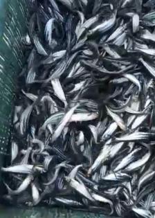 Goa notifies 'Mariculture policy' for production of fish | Goa notifies 'Mariculture policy' for production of fish