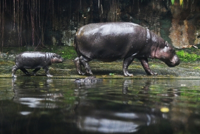 Hippo calf's birth in Bengaluru Zoo good news amid corona crisis | Hippo calf's birth in Bengaluru Zoo good news amid corona crisis