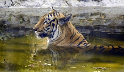 Probe ordered into death of two tigresses at iconic Kolkata Zoo | Probe ordered into death of two tigresses at iconic Kolkata Zoo Probe ordered into death of two tigresses at iconic Kolkata Zoo | Probe ordered into death of two tigresses at iconic Kolkata Zoo