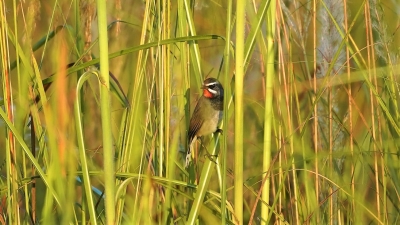 Unusual sighting of Chinese Rubythroat at Haiderpur Wetland | Unusual sighting of Chinese Rubythroat at Haiderpur Wetland