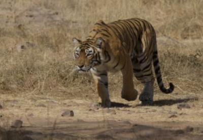 Tigress rescued from abandoned UP factory | Tigress rescued from abandoned UP factory