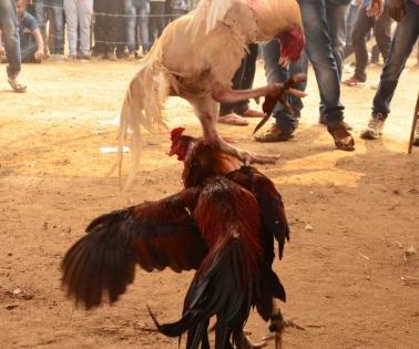 Crores change hands as cockfights go unchecked in Andhra | Crores change hands as cockfights go unchecked in Andhra Crores change hands as cockfights go unchecked in Andhra | Crores change hands as cockfights go unchecked in Andhra