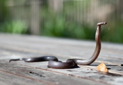 Aussie researchers show how venomous snakes alter course of human evolution | Aussie researchers show how venomous snakes alter course of human evolution