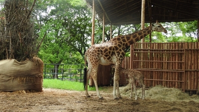Mysuru's Chamarajendra zoo turns breeding centre for giraffes | Mysuru's Chamarajendra zoo turns breeding centre for giraffes
