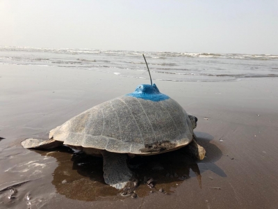 In a first, Olive Ridley Sea Turtle satellite tagged on India's west coast | In a first, Olive Ridley Sea Turtle satellite tagged on India's west coast