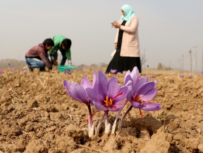 NECTAR to explore saffron farming in North East region | NECTAR to explore saffron farming in North East region NECTAR to explore saffron farming in North East region | NECTAR to explore saffron farming in North East region