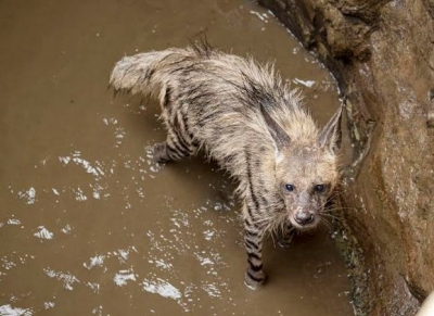 Striped hyena rescued from 30-foot deep open well near Pune | Striped hyena rescued from 30-foot deep open well near Pune